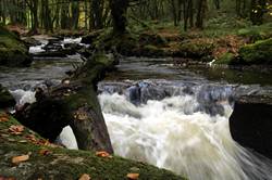 Golitha falls