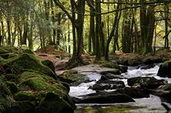 Golitha falls