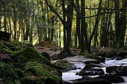 Golitha falls