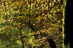 Beech avenue - Golitha falls