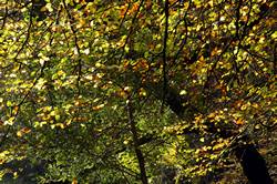 Beech avenue - Golitha falls