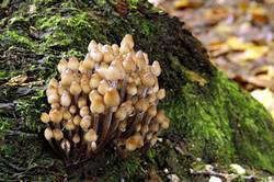 Fungi - Golitha falls