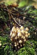 Fungi - Golitha falls