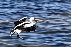 Pelican feeding at Kingscote