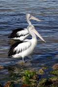 Pelican feeding at Kingscote