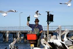 Pelican feeding at Kingscote