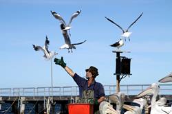 Pelican feeding at Kingscote