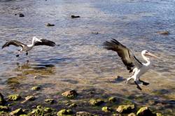 Pelican feeding at Kingscote