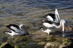 Pelican feeding at Kingscote