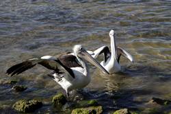 Pelican feeding at Kingscote