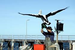 Pelican feeding at Kingscote