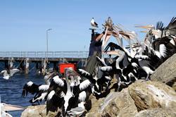 Pelican feeding at Kingscote