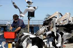 Pelican feeding at Kingscote