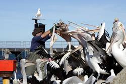 Pelican feeding at Kingscote