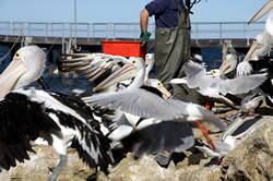 Pelican feeding at Kingscote