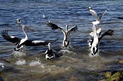 Pelican feeding at Kingscote