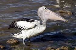 Pelican feeding at Kingscote