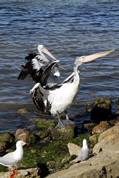 Pelican feeding at Kingscote