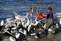 Pelican feeding at Kingscote