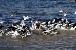 Pelican feeding at Kingscote