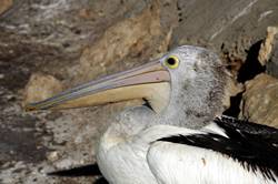 Pelican feeding at Kingscote