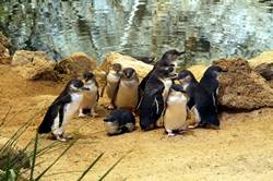 Granite island penguins