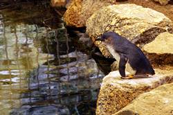 Granite island penguins