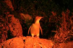 Granite island penguins