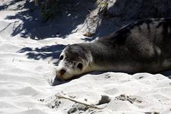 Seal bay conservation park