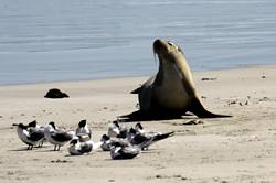 Seal bay conservation park