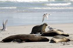 Seal bay conservation park