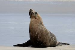 Seal bay conservation park