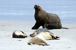 Seal bay conservation park