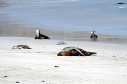 Seal bay conservation park