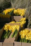 Daffodils for the pilgrims