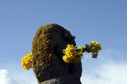 Daffodils are laid at the cross