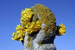 Daffodils are laid at the cross