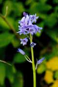 Polperro - Harebells