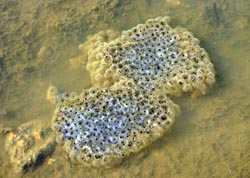 Frogspawn