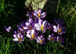 Crocus