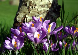 Crocus