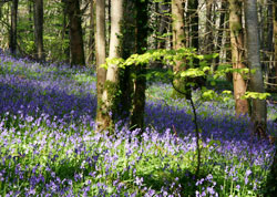 Bluebells - Sandplace woods