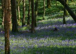 Bluebells - Sandplace woods