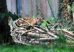 One of the cubs - which one is it?