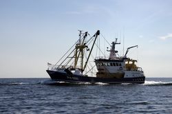 Looe Trawler Race