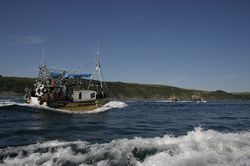 Looe Trawler Race