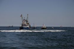 Looe Trawler Race