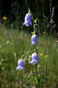 Alpine flowers